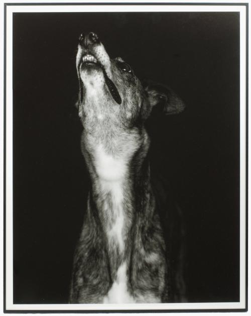 HUMBERTO RIVAS (1937-2009)."Galgo dos"..Fotografía..