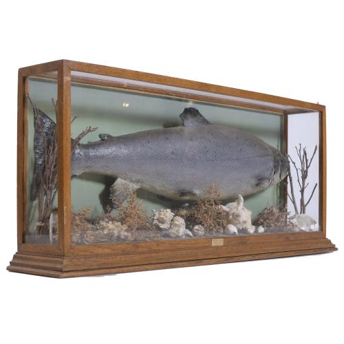 DIORAMA SALMON, SIGLO XX. 